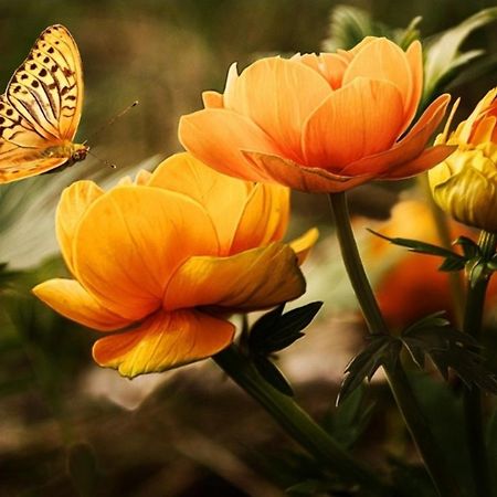 Къща За Гости Вълчеви Несебър Extérieur photo